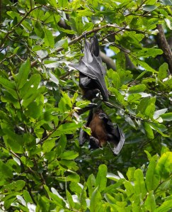 Avouez que les ailes repliés, on jurait Batman enroulé dans sa cape!