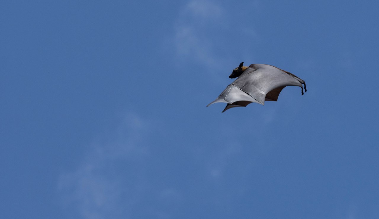 Sauvé par Batman…au pays de&nbsp;Candy!