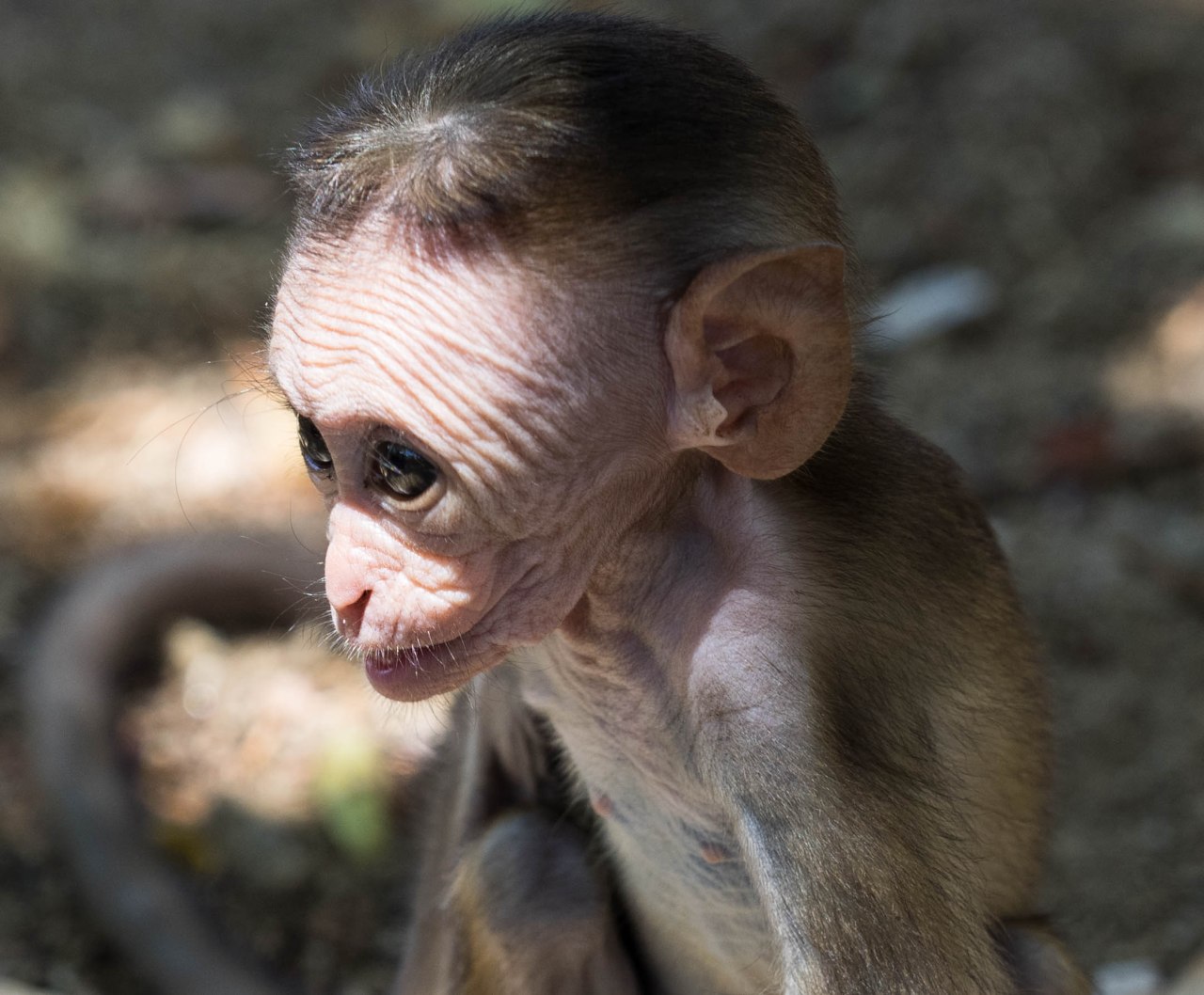 Quand les jeunes singes apprennent à faire la&nbsp;grimace!